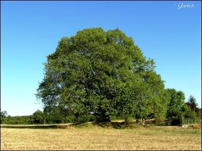 Quel est le nom latin de l'&eacute;rable ?