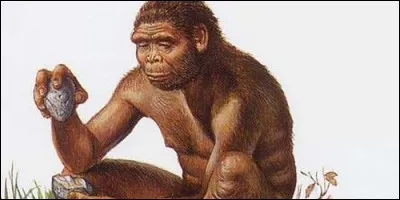 L'homo habilis ne fabriquait pas d'outils.