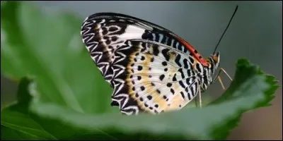 Les ailes de papillons sont recouvertes d'écailles.