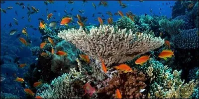 Au dessous de 4 000 mètres sous les mers, on ne trouve plus aucun poisson.