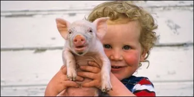 L'homme et le porc ont en commun 95% de leur patrimoine génétique.