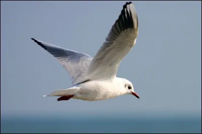 Comment dit-on "goéland" ou "mouette" en anglais ?