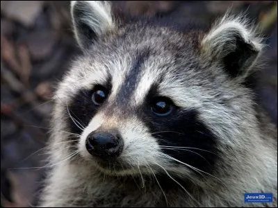 Comment dit-on "raton laveur" en anglais ?