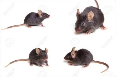 Comment dit-on "des souris" en anglais ?