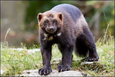 Comment dit-on "carcajou" en anglais ?