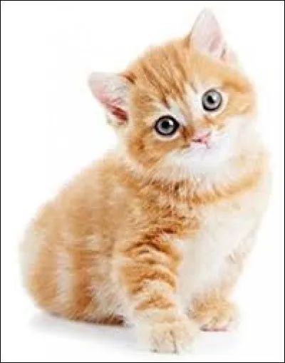 Saut périlleux en gymnastique :