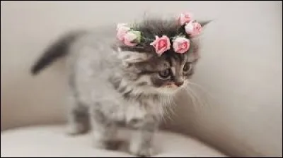 Langue principalement parlée au Cambodge :