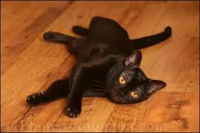 Autre nom du chêne vert :