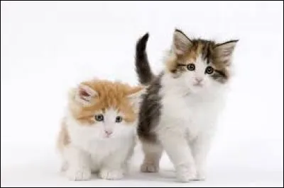 Une rustine, en Suisse :