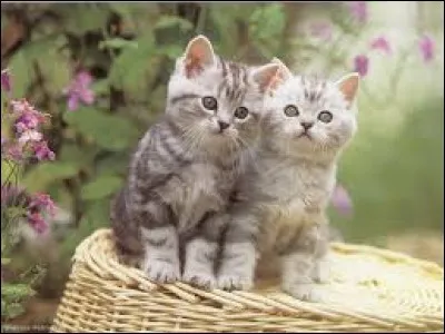 Panier de pêche qui se pose au fond de l'eau :