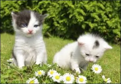 Poirier d'Extrême-Orient appartenant aux Rosacés, cultivé pour ses fruits :