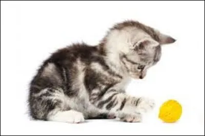 Petit poisson d'eau douce de forme allongée et à barbillons :