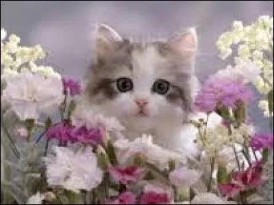 Colorant rouge d'origine végétale et utilisé comme colorant alimentaire :