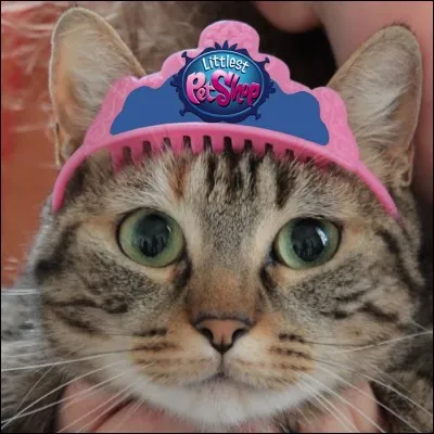 Le 17/05/2017, Petshop LPS Star a eu...