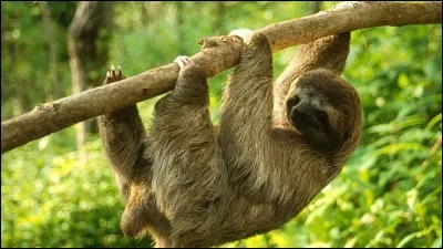 Quelle princesse est paresseuse ?