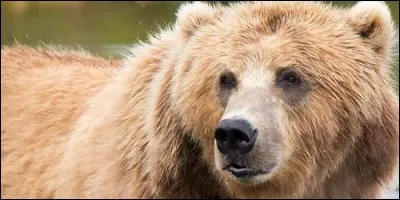 L'ours Kodiak peut mesurer 5 mètres de haut.