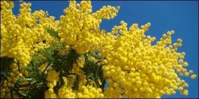 Quel est le vrai nom du mimosa ?