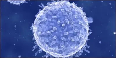 Le globule blanc est également appelé :