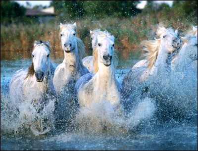 Les chevaux sauvages de quel pays sont de race "Camargue" ?