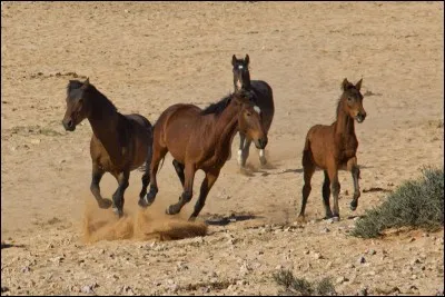 Les chevaux sauvages de quel continent sont des chevaux de Namibie ?