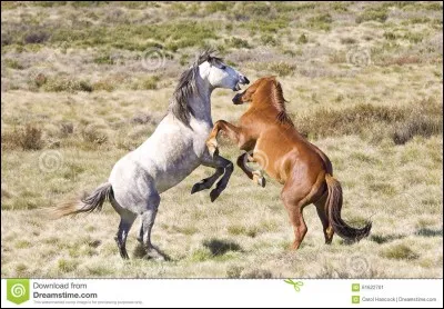 Les chevaux sauvages de quel pays sont de race brumby ?