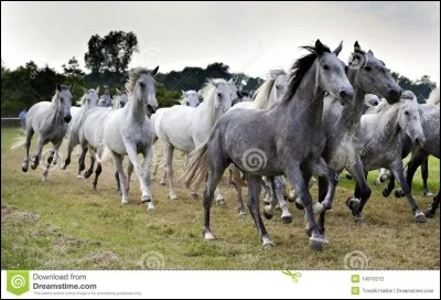 Le troupeau est géré par l'une des juments les plus vieilles et plus expérimentées .