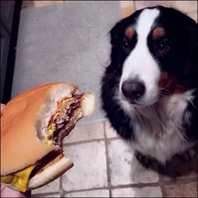 Comment s'appelle sa chienne ?