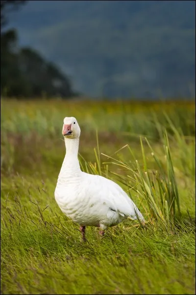Jeune et naïve, elle est ...