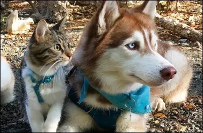 Quand ont eu lieu (environ) les premières domestications ?