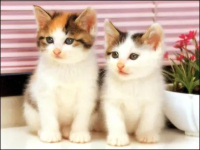 De quels animaux le chat est-il le prédateur ?