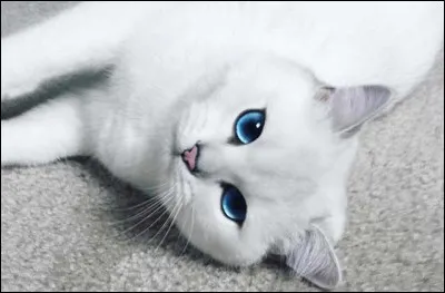 Quel animal est le plus dangereux pour le chat ?