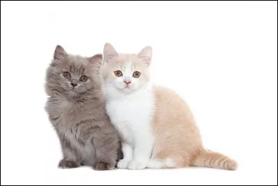 Par quel pays fut-il vénéré ?