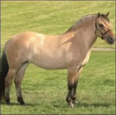 Quelle est cette race ?