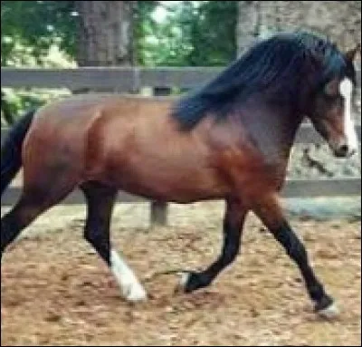 Quelle est cette race ?