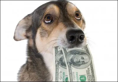 Quelle est ta race de chien préféré ?