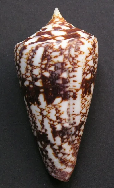 Dégusté à l'entracte, je suis une cellule nerveuse de la rétine.