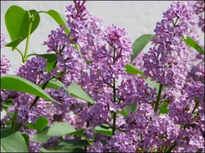 "Le Poinçonneur des Lilas" est un de ses premiers succès, quand la chanson est-elle sortie ?