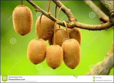 Est-ce un fruit à pépins ou à noyau ? (kiwi)