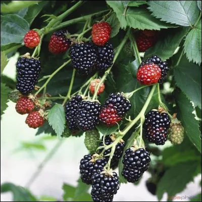 Est-ce un fruit à pépins ou à noyau ? (mûres)