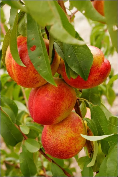 Est-ce un fruit à pépins ou à noyau ? (nectarine)