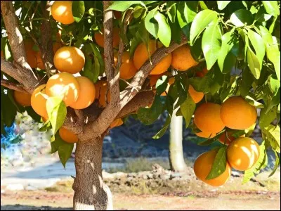 Est-ce un fruit à pépins ou à noyau ? (pamplemousse)