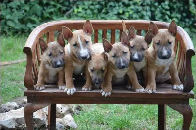 Combien a-t-elle d'animaux, et comment s'appellent-ils ?