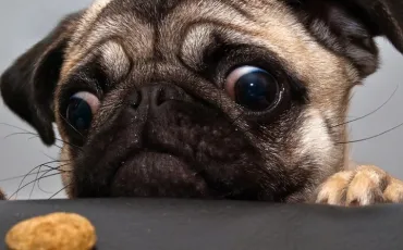 Quiz Berger