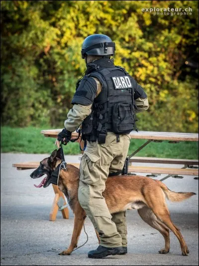 Les bergers allemands sont-ils des acteurs pour les films de police et l'armée ?