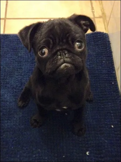 Le chien noir est-il un pug ?