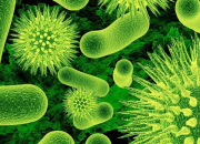 Quiz Les micro-organismes