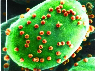 Quelles sont les étapes de la phagocytose ?