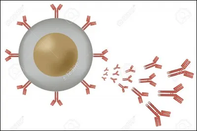 Que produisent les lymphocytes B ?