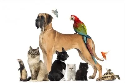 Aimes-tu les animaux ?