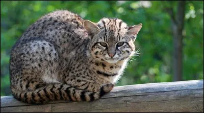 Aimes-tu les félins ?